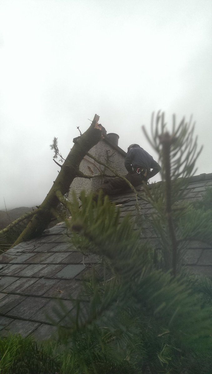 pearsontreeserv's tweet photo. https://t.co/LHehDqKGbg