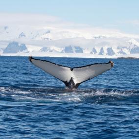 Radiooooo_com's tweet photo. Have you ever listened to music from Antartica?? 🐳🐋🐳🐋
https://t.co/HdmnfSk7bb
#Radiooooo #Cooooold https://t.co/zh6qpUfomc