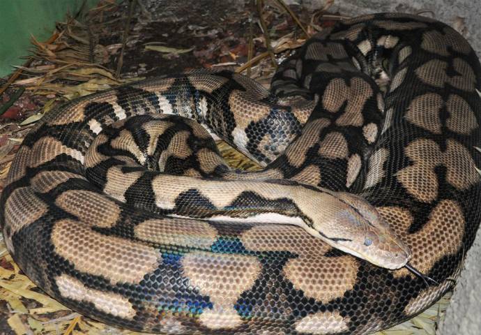 Large python