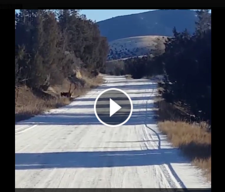 SPORTSMANchnl's tweet photo. The Force is not strong with this one. #ElkFail #MaytheForceBeWithYou VIDEO: https://t.co/W1tWDE8wUv https://t.co/Nt6ArPlh7G