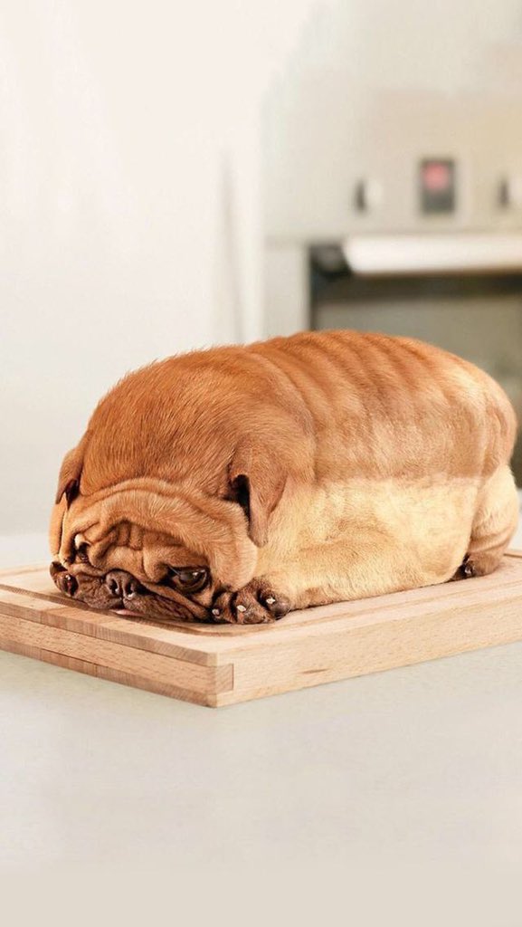 Codedechien's tweet photo. Mdrr #codedechien et de #codedechat https://t.co/a9U0fK4DcK