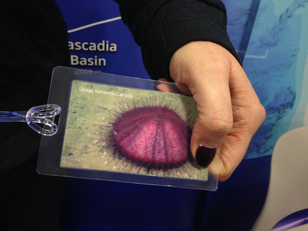 Ocean_Networks's tweet image. Last chance to take home a custom-made luggage tag from #AGU15 #oceannetworks Booth 1236
