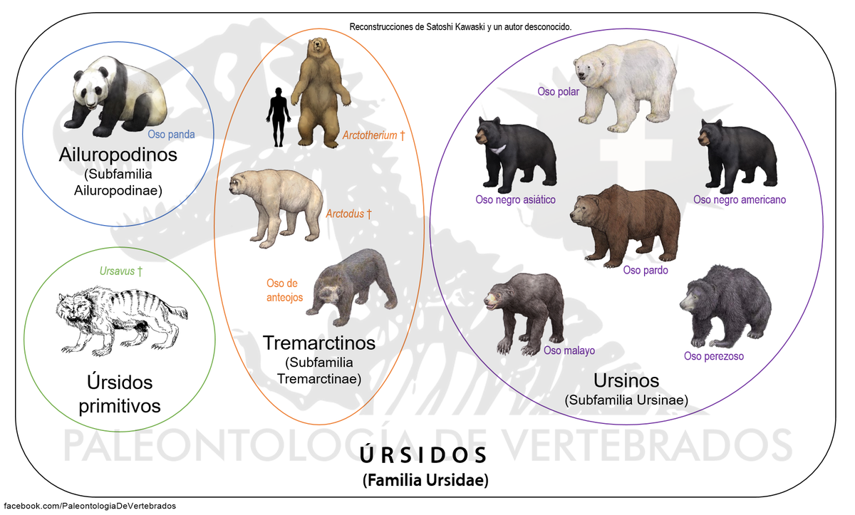 ursidos hashtag on Twitter