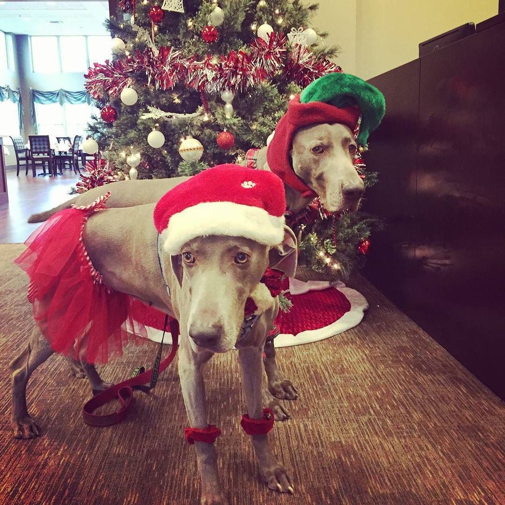 petersonjeffrey's tweet photo. José and Hellen sharing their Christmas spirit today at local senior living home. #givingb… https://t.co/YKeiEb3eLp https://t.co/IcOdvOFxGN