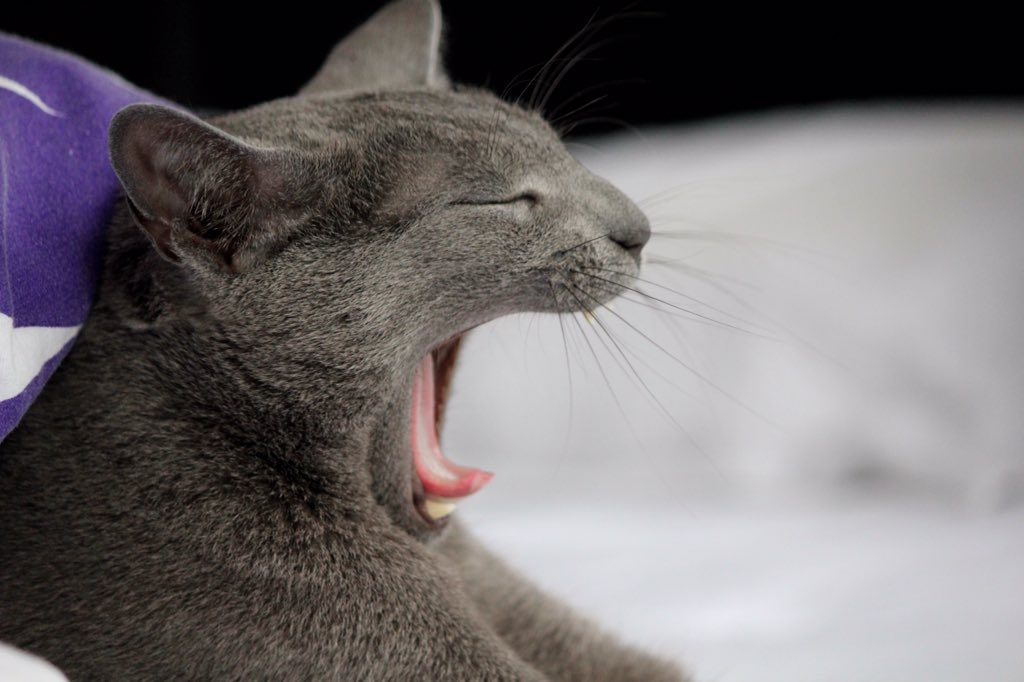 GabiGaffron's tweet photo. Welterusten! Sleep well everybody! #goodnight https://t.co/hh3JLZTUYQ