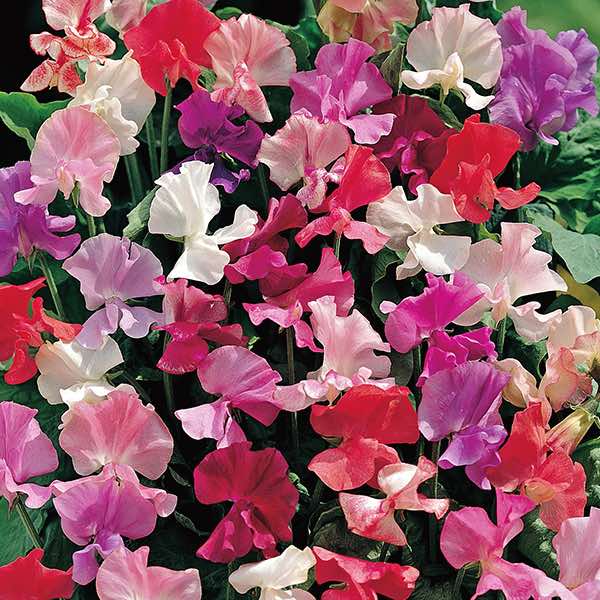SwallowtailG's tweet photo. FRAGRANTISSIMA SWEET PEA is now available - an olfactory delight.  https://t.co/qI2I2GfSQ9 #sweetpeas #fragrant https://t.co/6EIEUPss00