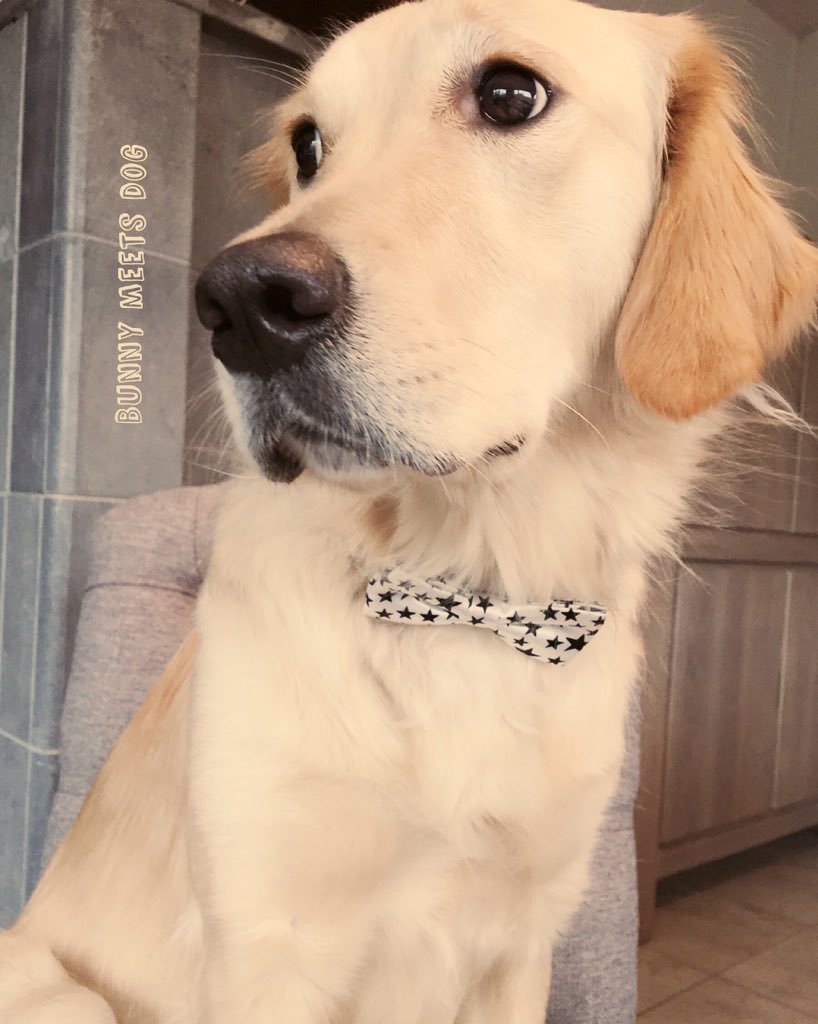 BunnyMeetsDog's tweet photo. My gorgeous girl 🎀 Lilly 🎀 #goldenretriever #dontshopadopt #happy #adopt #shelter #lovemygolden #bunnymeetsdog https://t.co/MTuF89F9MY