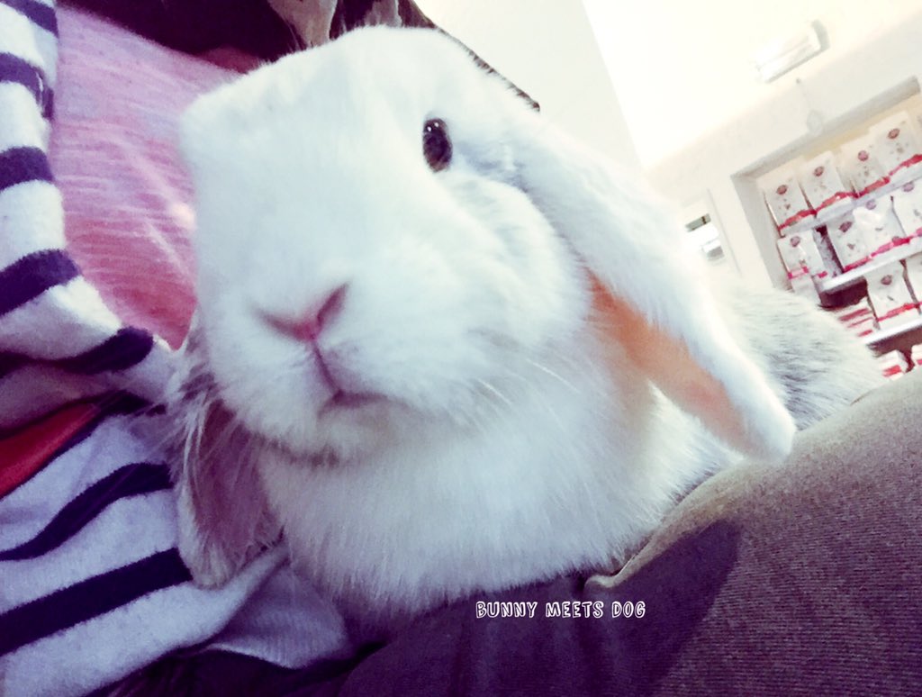 BunnyMeetsDog's tweet photo. Fleur waiting at the vet for her nails to be done #rabbit #bunny #houserabbit #minilop #hollandlop #bunnymeetsdog https://t.co/uV5vP5yKhK