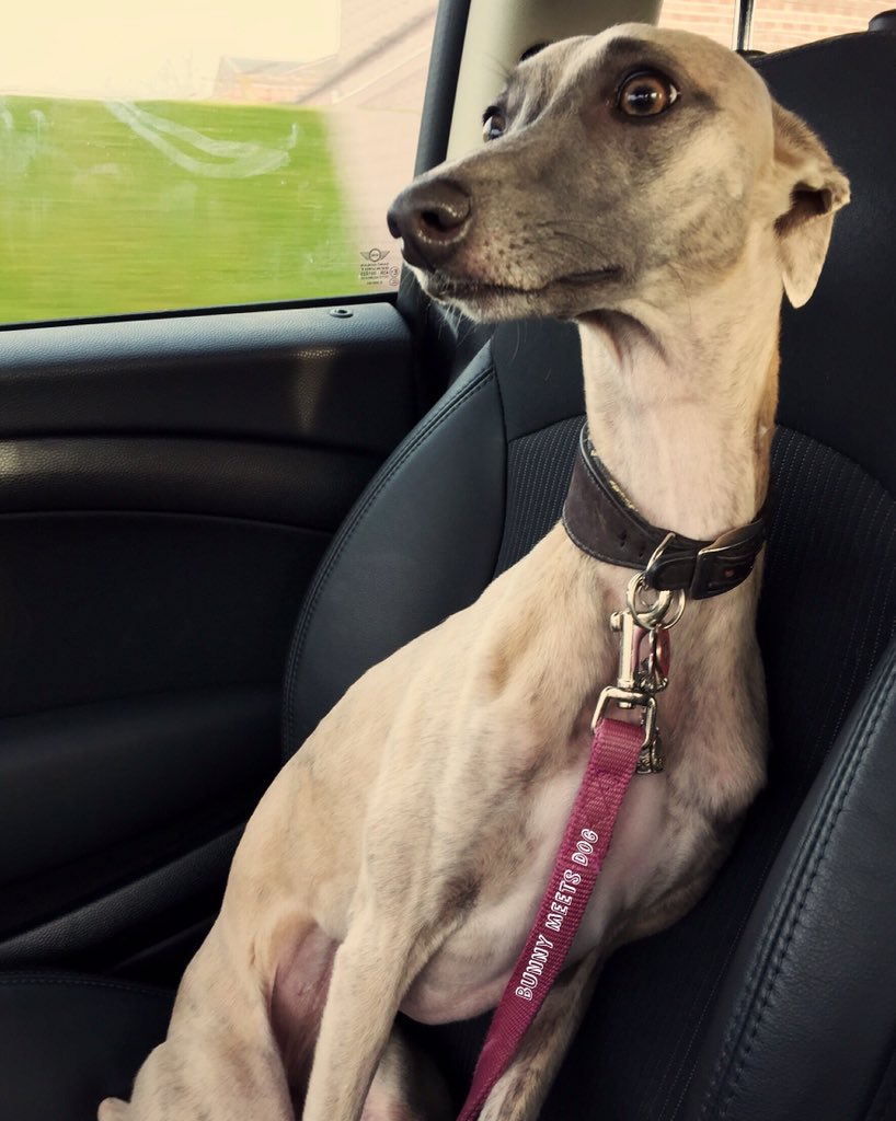 BunnyMeetsDog's tweet photo. On the way to our favorite dogshop 🎀 Chloë 🎀 #whippet #greyhound #sighthound #fastdog #car #mini #bunnymeetsdog https://t.co/mfJJLHDbWu