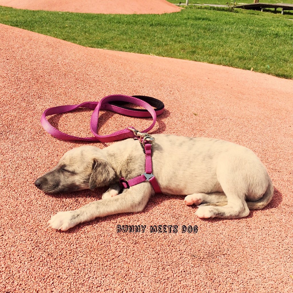 BunnyMeetsDog's tweet photo. Where is the time, almost 2 years ago ⌚️ Chloë 🎀 #whippet #greyhound #sighthound #fastdog #puppy #bunnymeetsdog https://t.co/WcnMX4m0s2
