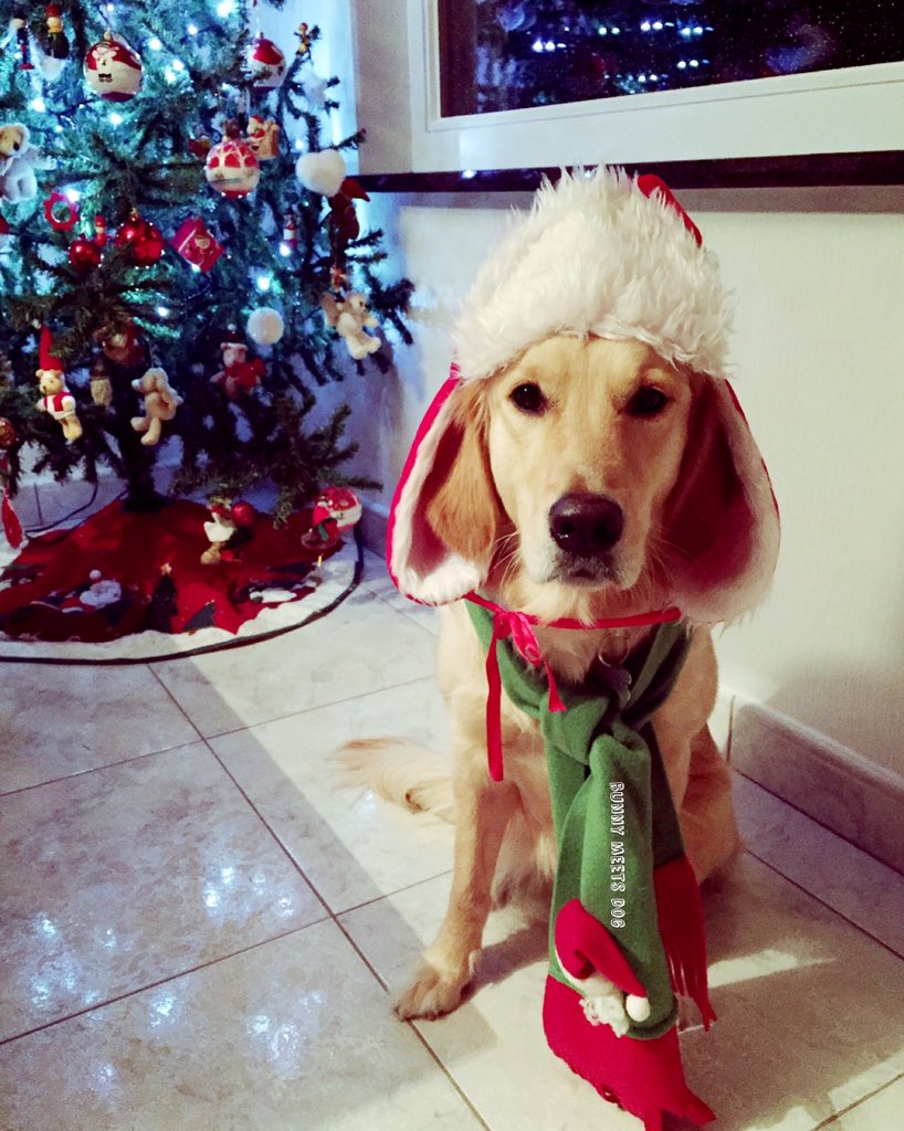 BunnyMeetsDog's tweet photo. Hohoho... Santa's buddy is on the way 🎄 #goldenretriever #dontshopadopt #santasbuddy #vzwnimaltrust #bunnymeetsdog https://t.co/kpYPs4lMev