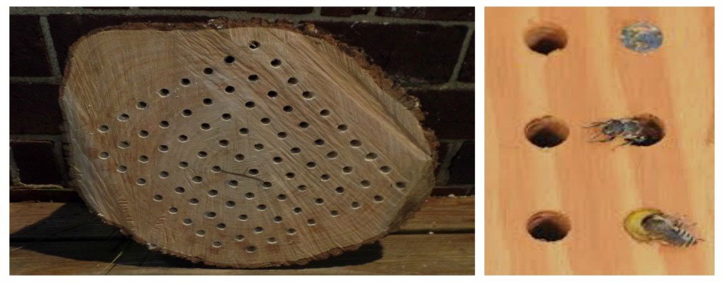 farmanddairy's tweet photo. Help your lawn and #garden thrive by building a bee box to attract native pollinators: https://t.co/eug9jJlylD https://t.co/LIZCDNW7ef