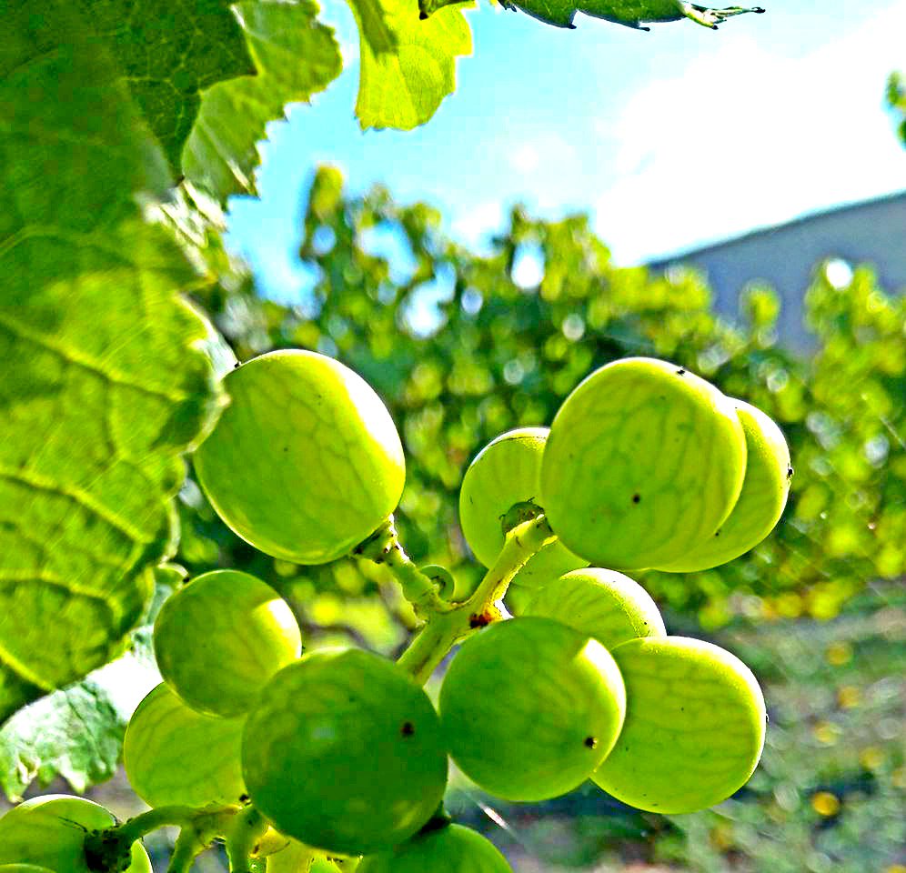 spicysyrah's tweet photo. Tis the season for Veraison! #Sugarloading #Viticulture #Sauvignonblanc #Visforvino https://t.co/h4VXKnbwkL