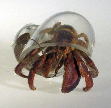 sciam's tweet photo. An artist and glass blower crafts homes for hermit crabs. Watch the video: https://t.co/kdgQ5ErQs6 https://t.co/Jg5R0mGqeN