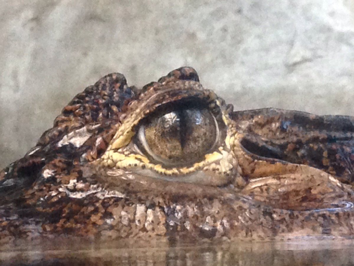We only have eyes for you!  #SpectacledCaiman
