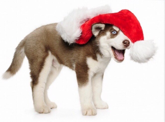 Wishing all of our Huskies a very wonderful Holiday Break! #7daystilChristmas