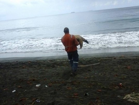 birdseyemeeple's tweet image. Good samaritan buys turtles sold for food and returns them to the sea buff.ly/1QN2mNh