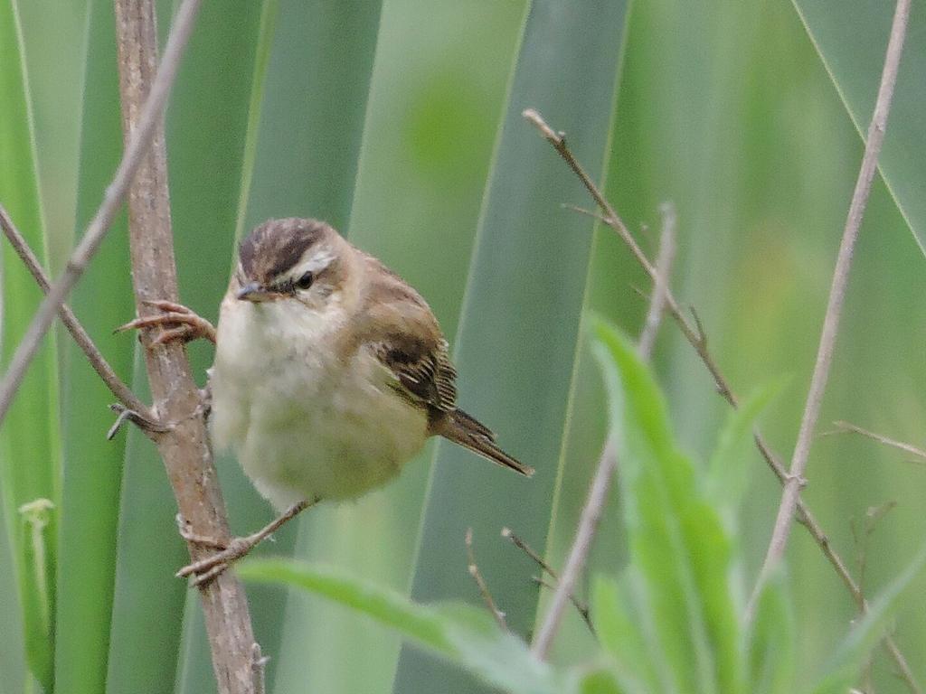 Sedge Warbler in the reeds taken earlier this year at Panshanger Park