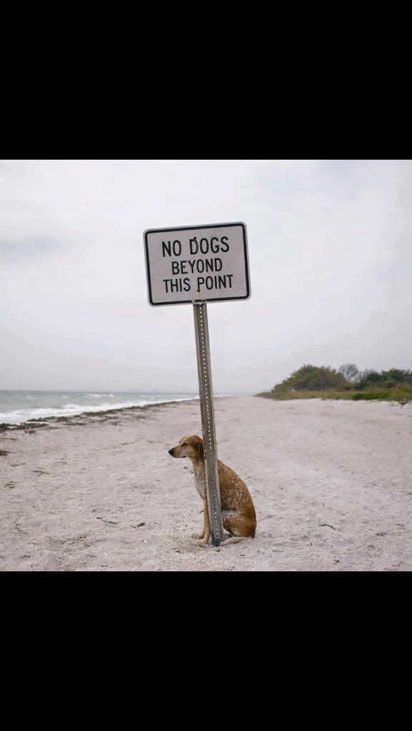 ChesterCece's tweet photo. A dog after my own heart. #rebel 😈 https://t.co/xnCyIMSIGw