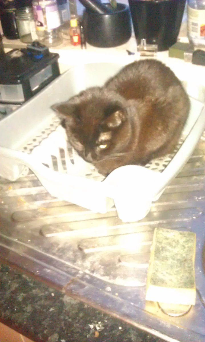 KitBridgewater's tweet photo. My furry and not so furry friends https://t.co/kVPbIuu5O0