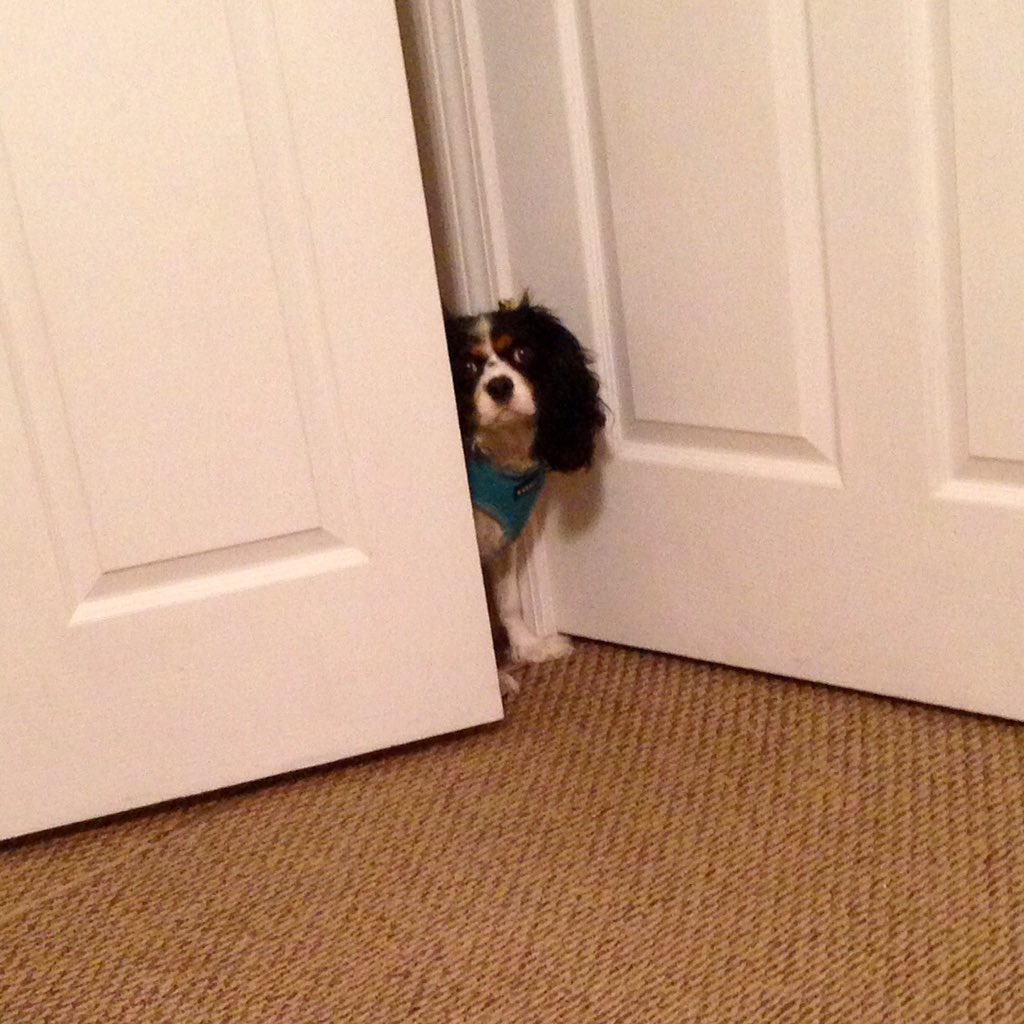 ChesterCece's tweet photo. Was told not to come in while Mum and Father are wrapping gifts, so I sneaked. 😂🎁🎁🎄 #giftwrapping #christmasgifts https://t.co/UBnLqIyMRu