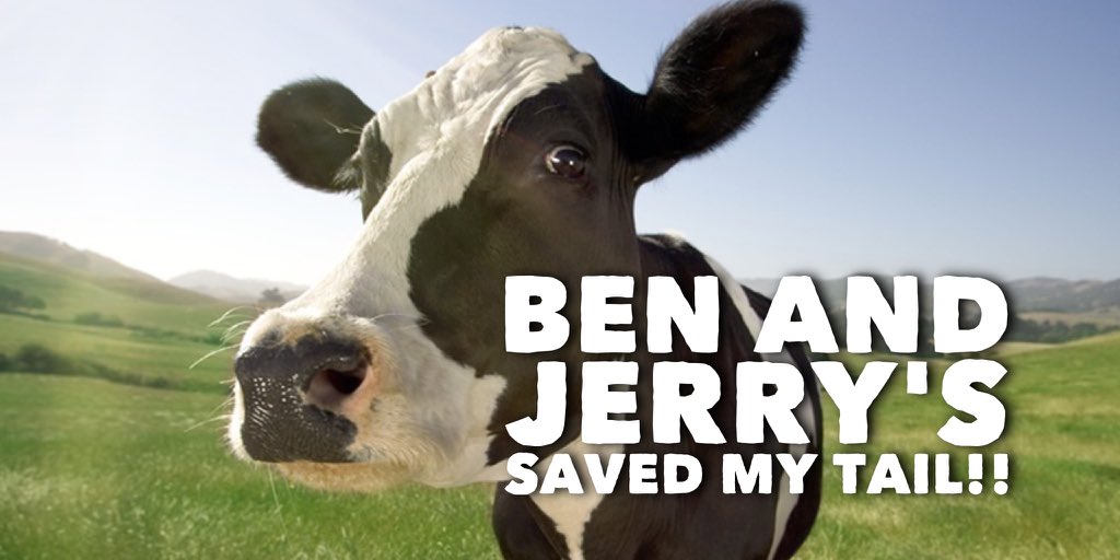 This_is_Connie's tweet photo. @benandjerrys tells their milk suppliers to stop tail docking cows by end of 2016!! https://t.co/dILG4KIHVR https://t.co/6MWCbyvwPO