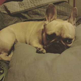 Frenchie_Cute's tweet photo. A czo to za slodziak? #Bletka #frenchie #frenchbulldog 😁💜🐶 https://t.co/5N4B8foK0j https://t.co/ozamsOwNuB