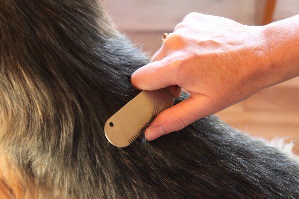 animalesmascota's tweet photo. Como Cepillar El Pelo A Un Perro Para Que Se Le Caiga Lo Menos Posible  https://t.co/HUj6tK9Zab https://t.co/kd41j4ei4w