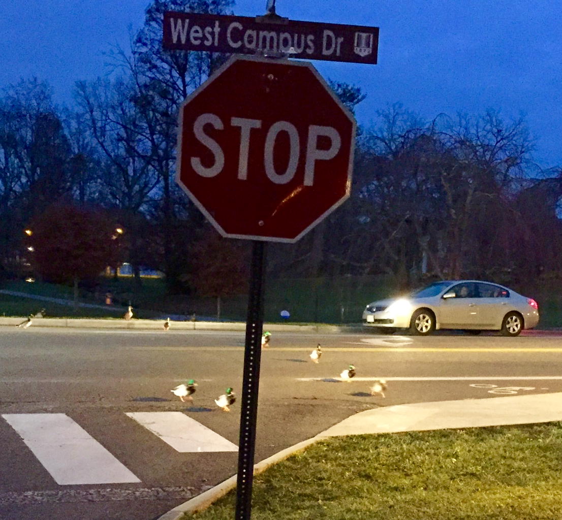 VTSandsman's tweet photo. Commencement traffic at a standstill while our ducks migrate en masse &amp; on foot from the #Duckpond to warmer climes https://t.co/utnxZh94OB