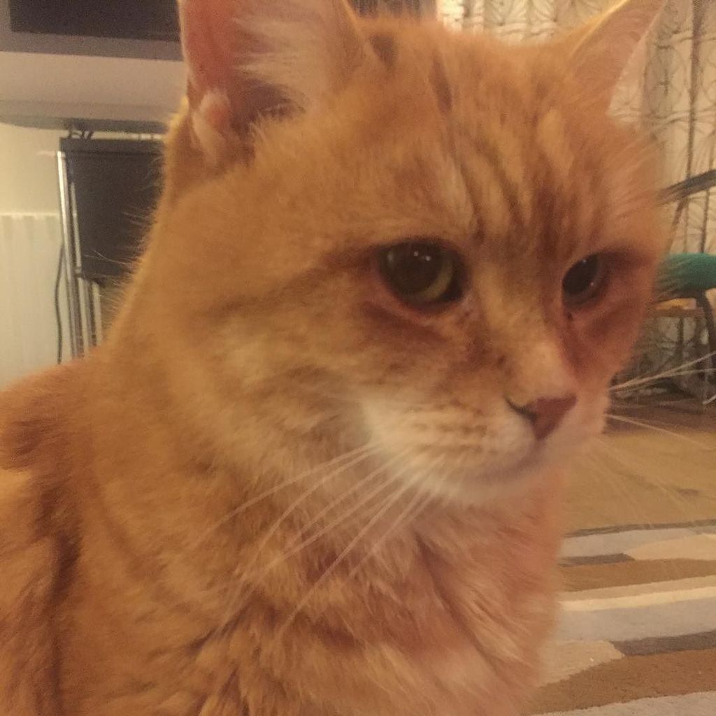 Chatchatcatcat's tweet photo. #goodnight ! #fiona #mycat #lovecats #loveher #butimalady #redcat #instacat #instacats #cats #catstagram #catsofinsโฆ https://t.co/bnuMjJ9iG0