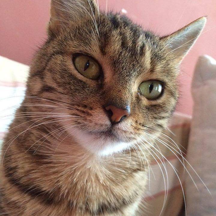 Chatchatcatcat's tweet photo. Predstavljam vam mamu macu. 😊😊😊 #mamamaca #cat #catsofinstagram #instacat #instagramcat #catstagram by princess_mas… https://t.co/MiJmcY9jIX