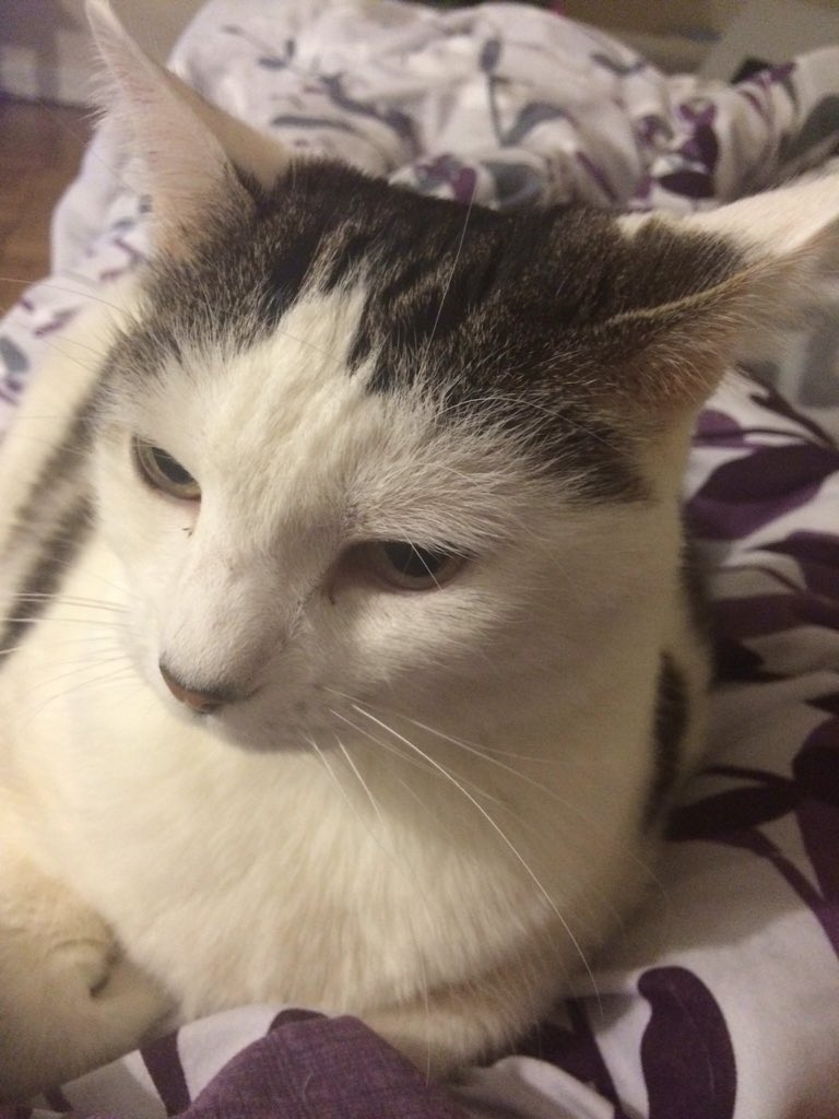 faithisasleep's tweet image. I've had this cat since I was five. She had a litter before we got her and she was going to get put down.