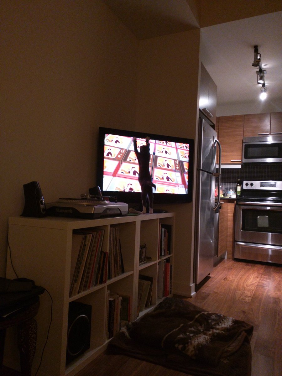 Baconlube's tweet photo. @billburr the cat loves #FIsForFamily! https://t.co/izNPpStKO9