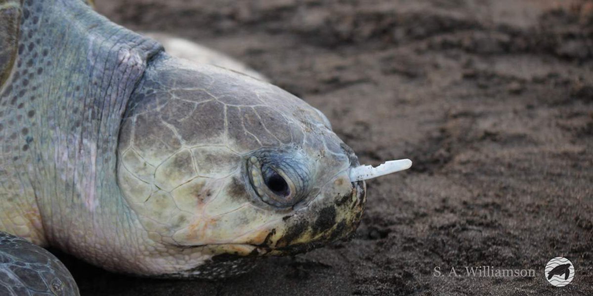 EnviroNews's tweet photo. WATCH: Researchers Save Yet Another Sea Turtle With Plastic Fork Stuck in Nose https://t.co/Sx0UDBNySj @EnviroNewsTV https://t.co/7NOAO4Pmk0