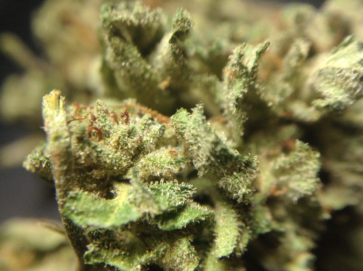 theAgingEnt's tweet photo. Some local #NorthernPie #MedicalMarijuana #StonerNation #420 #gethigh #NugPorn #Marijuana #Weed #Pot #WAPot https://t.co/JxZHabpoGZ