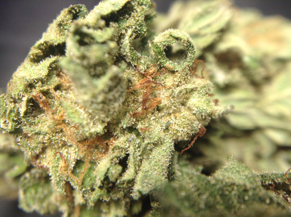 theAgingEnt's tweet photo. Some local #NorthernPie #MedicalMarijuana #StonerNation #420 #gethigh #NugPorn #Marijuana #Weed #Pot #WAPot https://t.co/JxZHabpoGZ