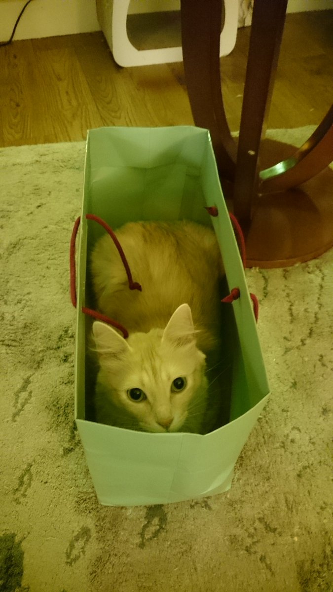RumpelTaquin's tweet photo. Cats & Bags ! Thanks @delphinemozin pour tout et plus encore. #Chaleur #MagieD'AvantNoël #Bonheurs https://t.co/giBqqsC18z