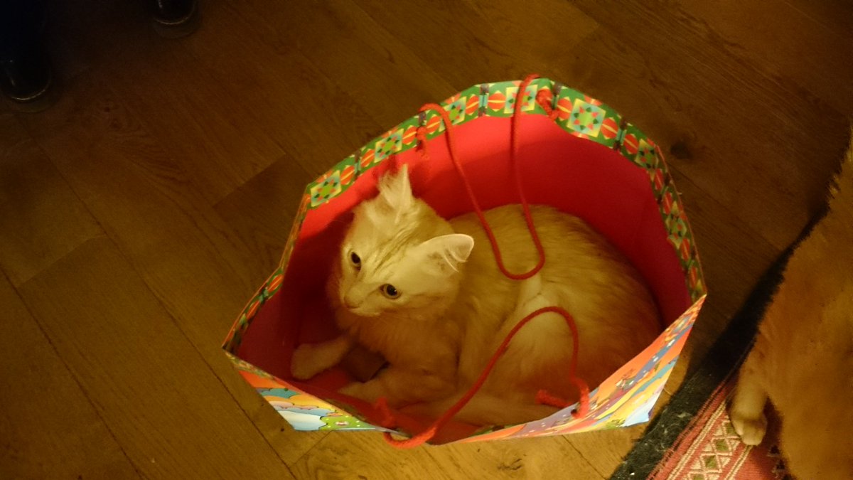 RumpelTaquin's tweet photo. Cats & Bags ! Thanks @delphinemozin pour tout et plus encore. #Chaleur #MagieD'AvantNoël #Bonheurs https://t.co/giBqqsC18z