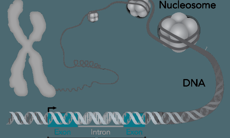 Innovation2's tweet image. New genes associated with extreme longevity identified  #extremelongevity #longevity #iGWAS innovationtoronto.com/2015/12/new-ge…
