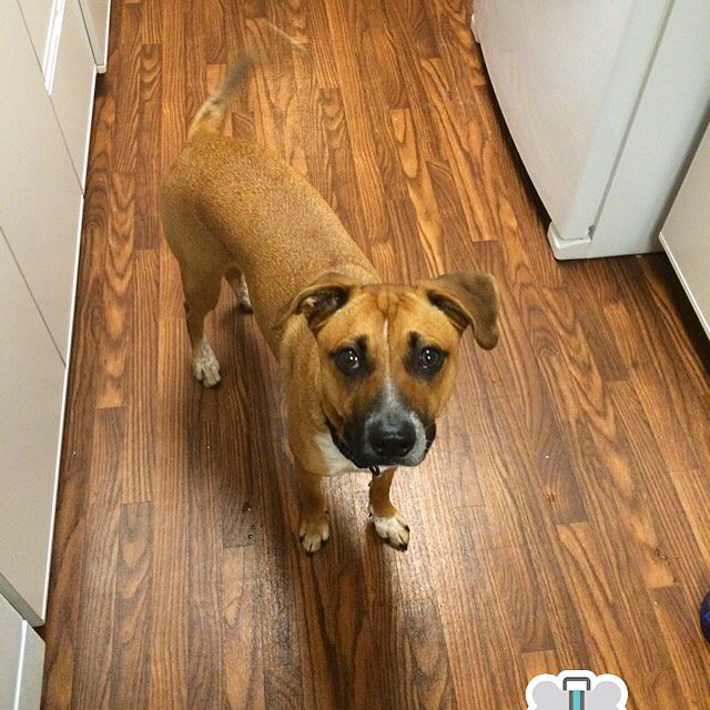 Brown Dogg, yes, Brown Dogg, says hello 🐶😬