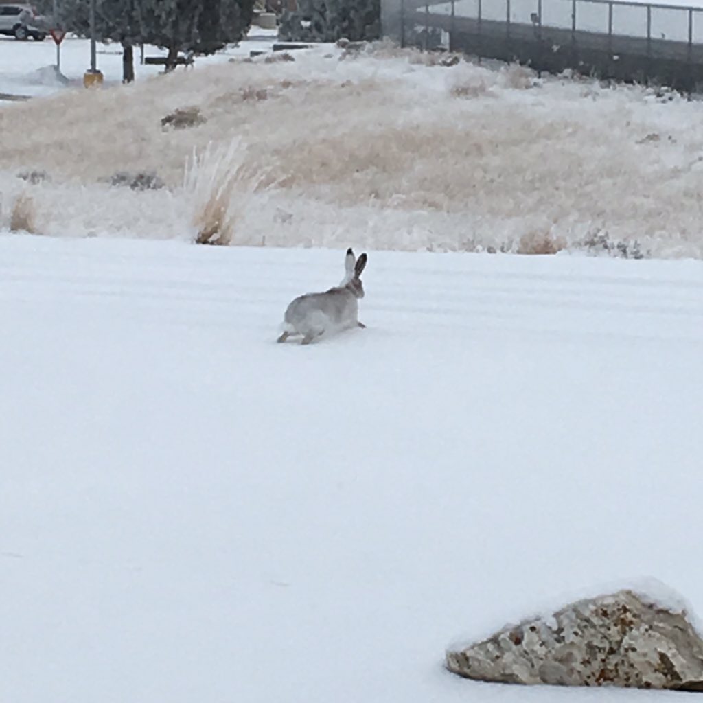 solesistersmt's tweet image. Giant #jackrabbit, Batman! #snow bunny #puffytail #legswithaliftkit #mywhatbigearsyouhave