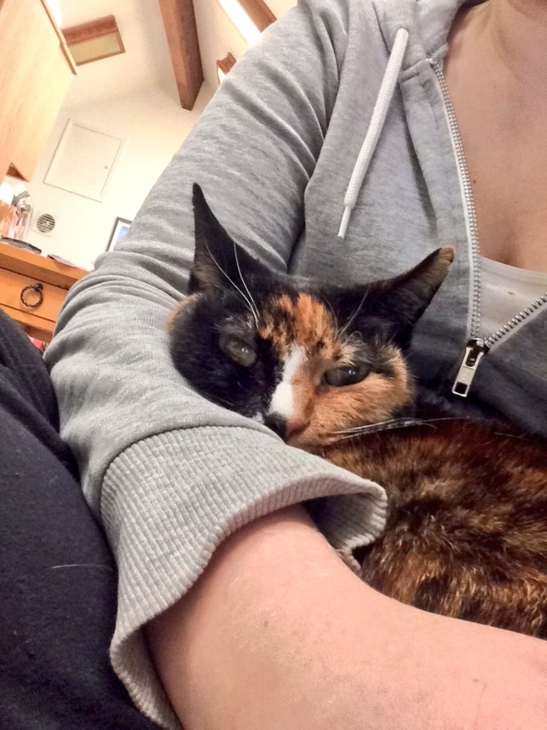 ebpetroff's tweet photo. #observatorycat now settled into her observing position for the night. https://t.co/qMx77FEMZ7
