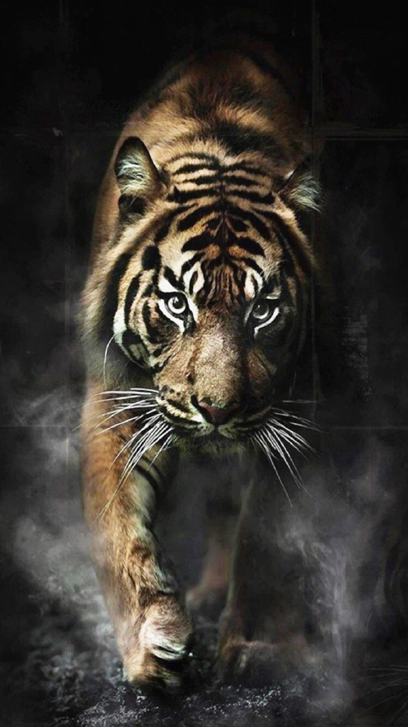 King James he's the king of the jungle the biggest King around.