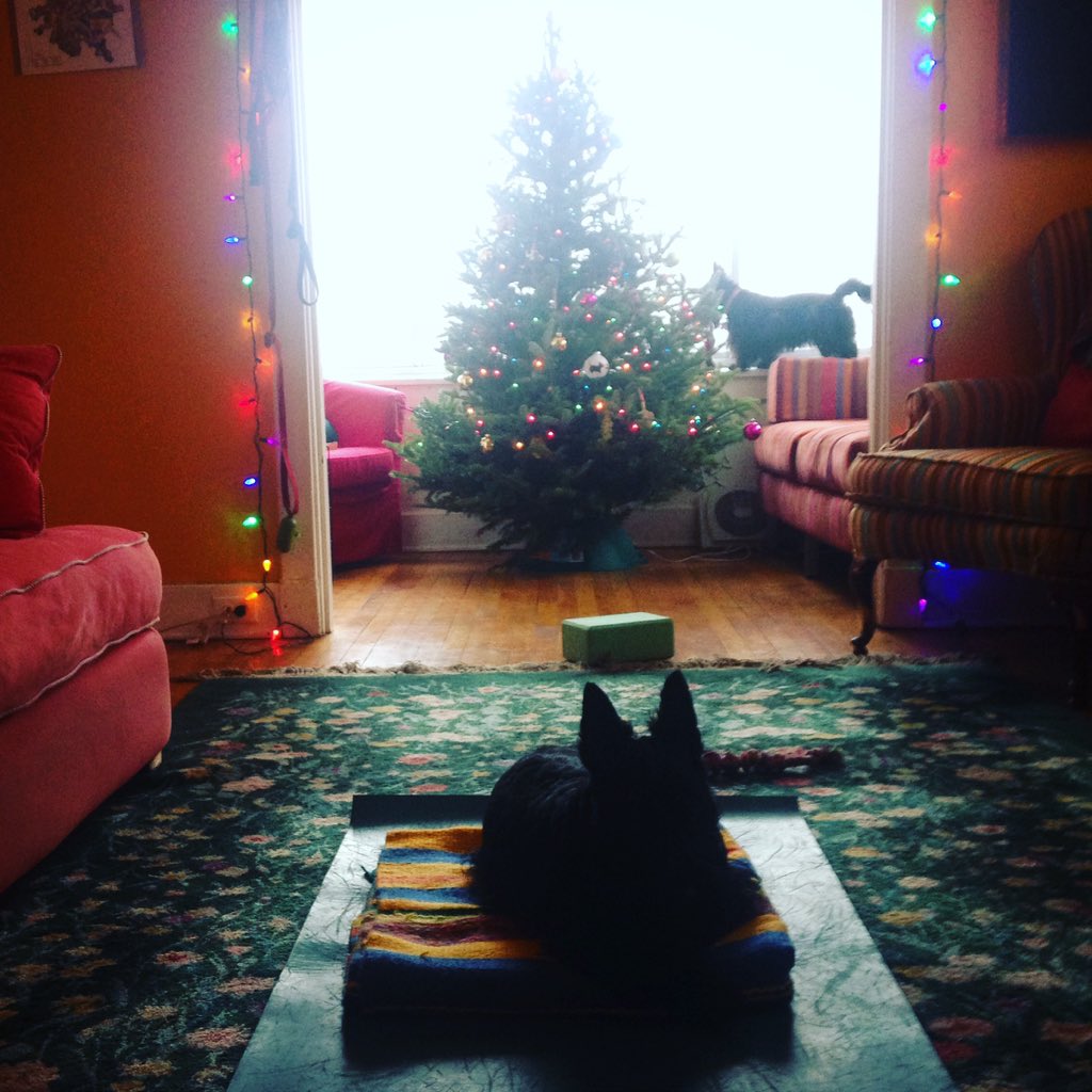 Inner_Spinner's tweet photo. Few things compare to a #yoga #homepractice in front of my #christmastree 🎄Dooley's ready to skip ahead to #savasana https://t.co/9eOPtxK4mG