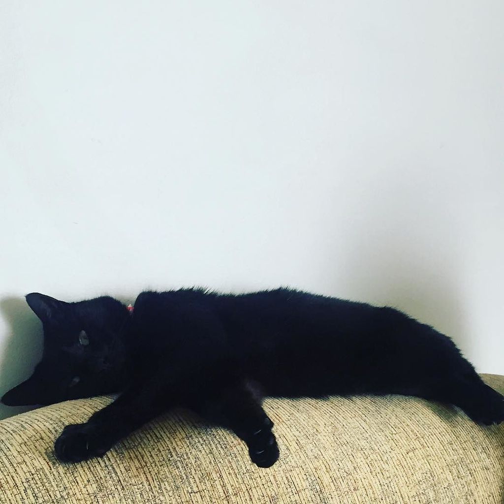 AshKateO's tweet photo. Kitten in a heatwave π‘π₯ #ferncat https://t.co/eO5CZGlzou https://t.co/BHb06KtBSm