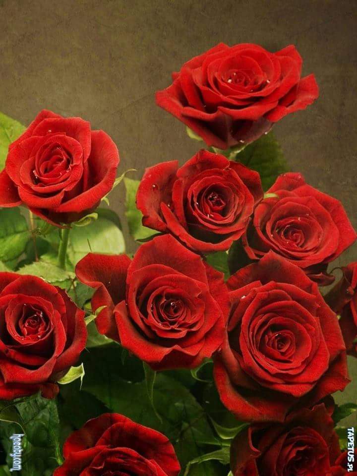 mhdaw0145's tweet photo. كل ماتجتمع زهور تكون حياة جديده https://t.co/6p26M0IMjJ