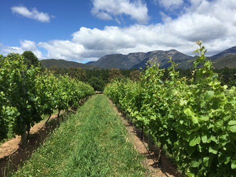 Feathertop tweet media