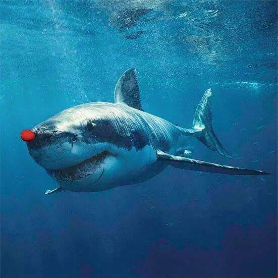 Jeano467's tweet image. The other sharks did NOT laugh &amp;amp; call him names! @FinleyShark @finley_shark  @Shark_Katharine @OCEARCH @ChrisOCEARCH