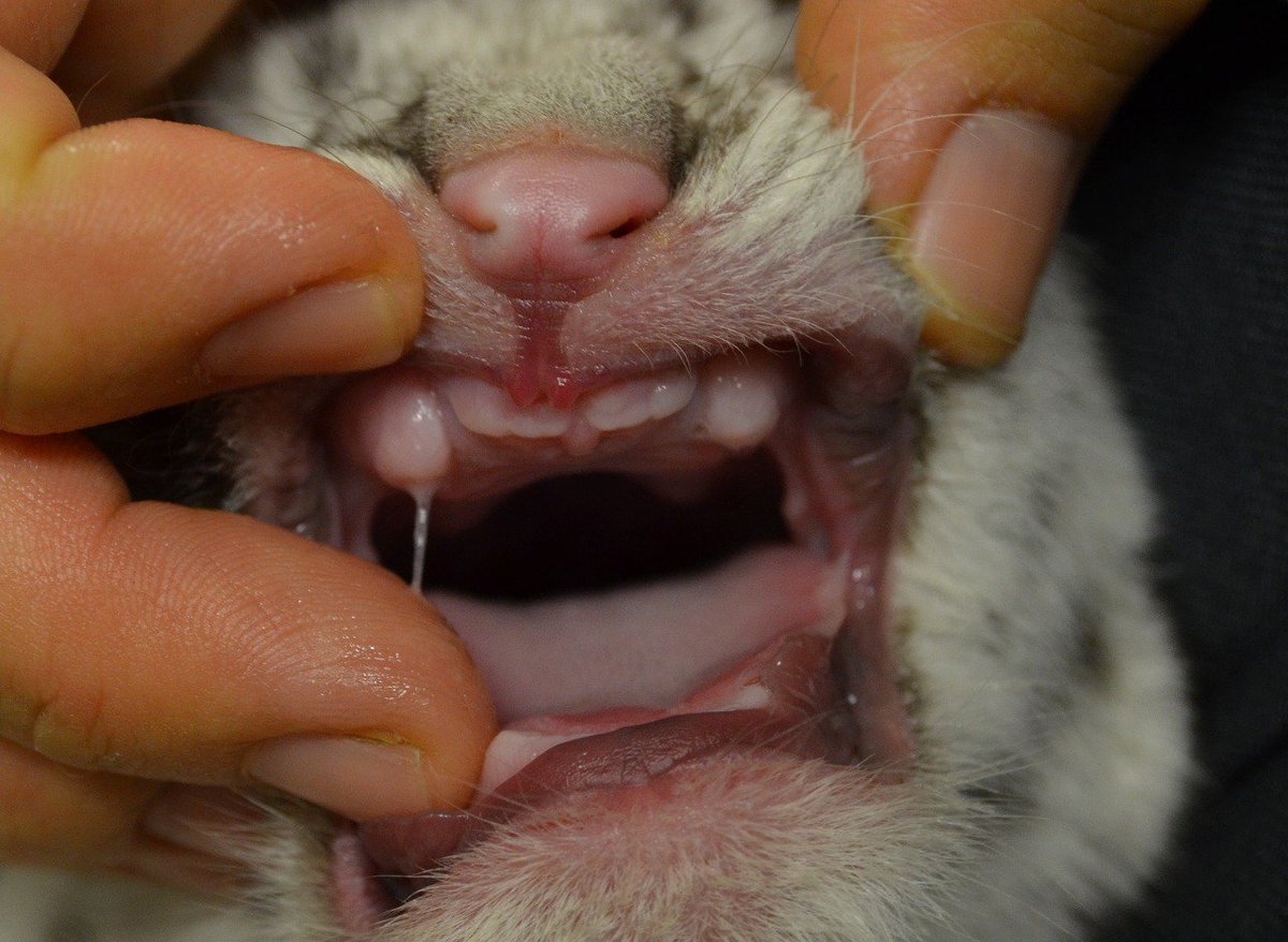 こんにちは！寒いですが快晴です！ホワイトタイガーの赤ちゃんの口の中
