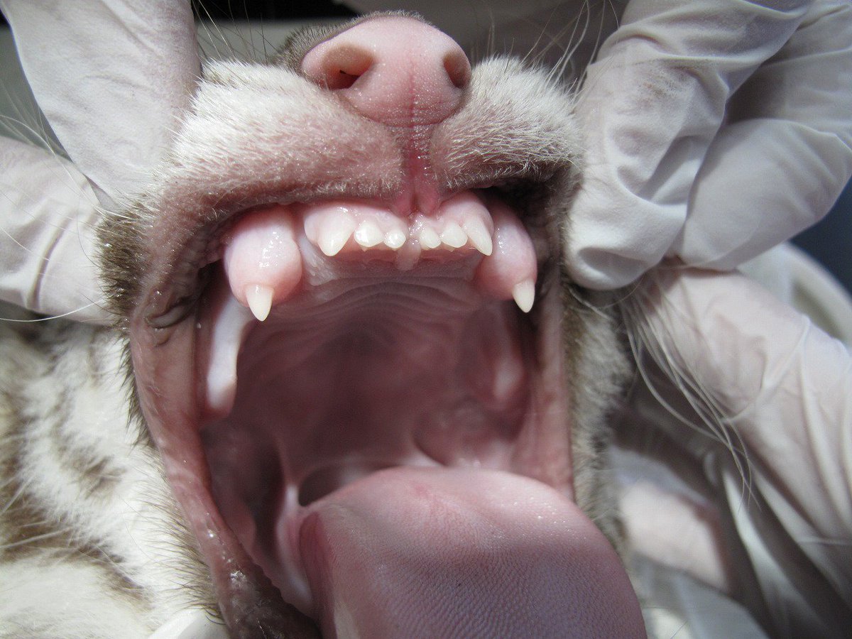動物　歯 こんにちは！寒いですが快晴です！ホワイトタイガーの赤ちゃんの口の中